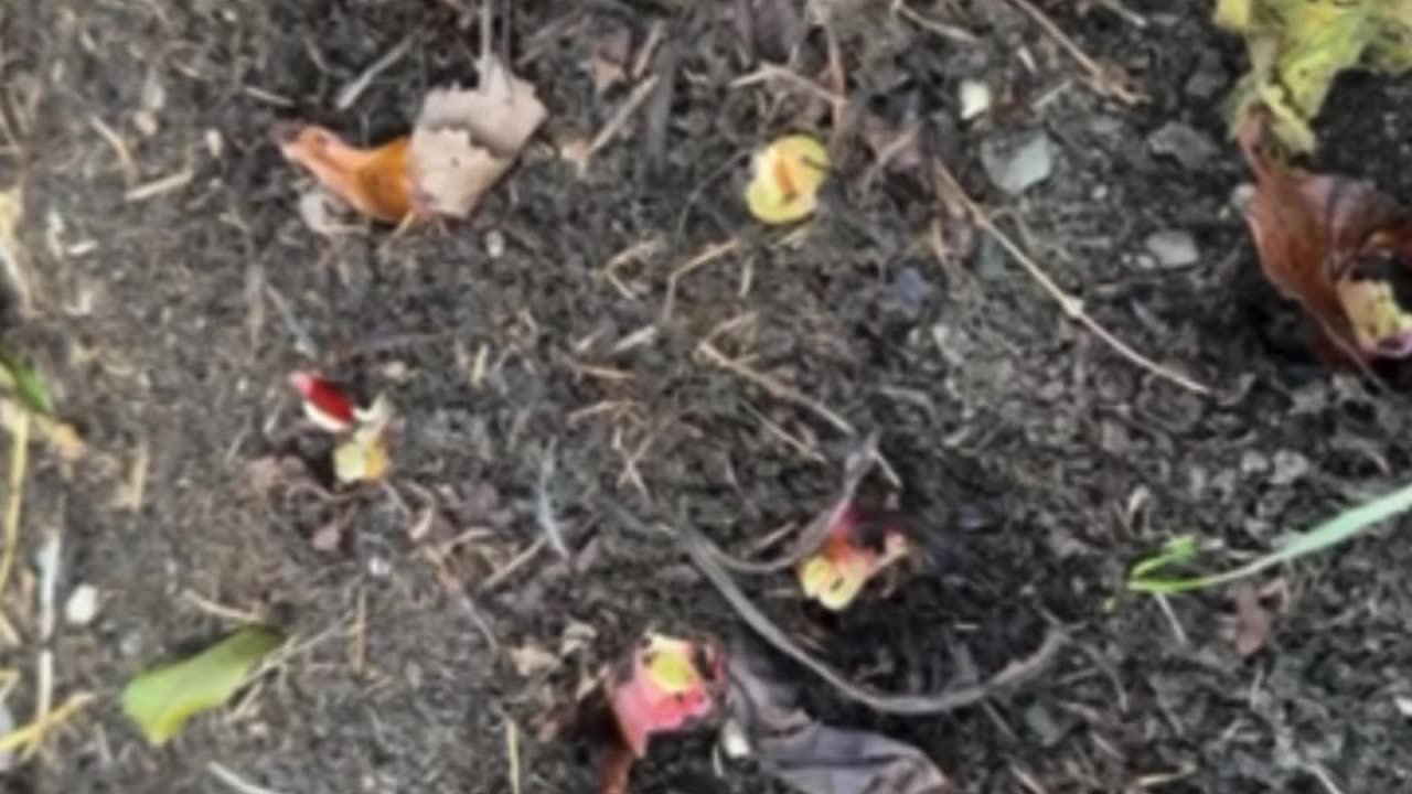 Putting Rhubarb To Bed For the Winter