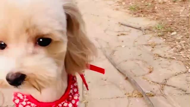 I'm a pretty girl