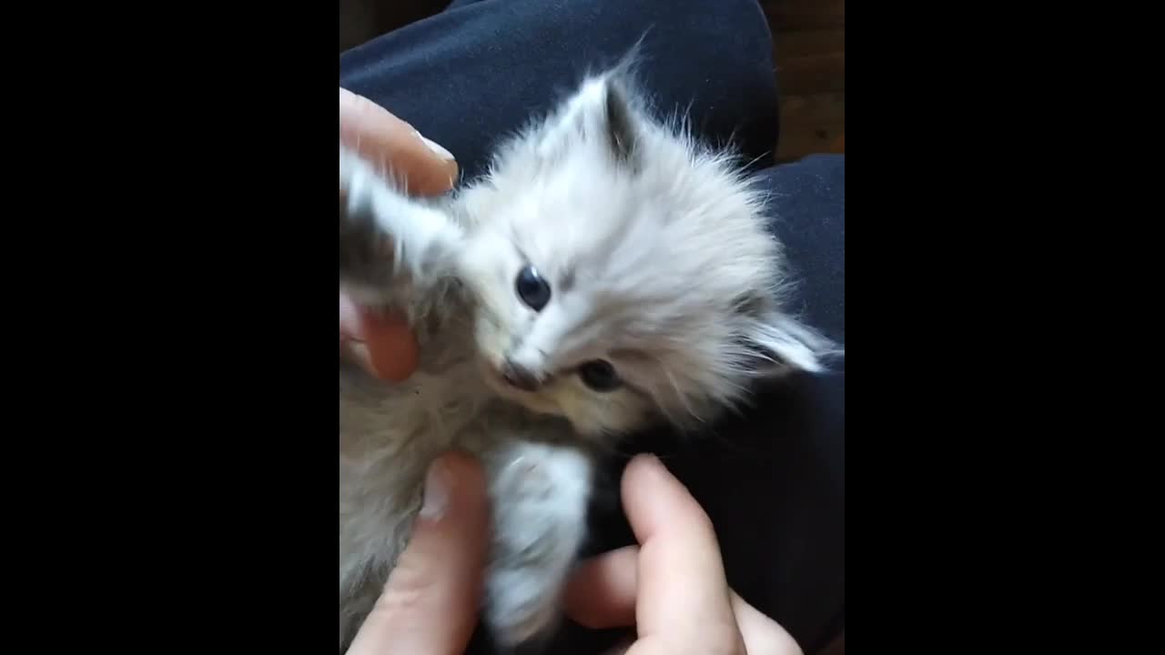 Cutest little cat baby playing full hd