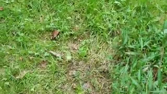 Amanda Grace Talks...A New Chapter For Cesar the Yorkie, a Cat name Owen, & A Terrier Named Toby