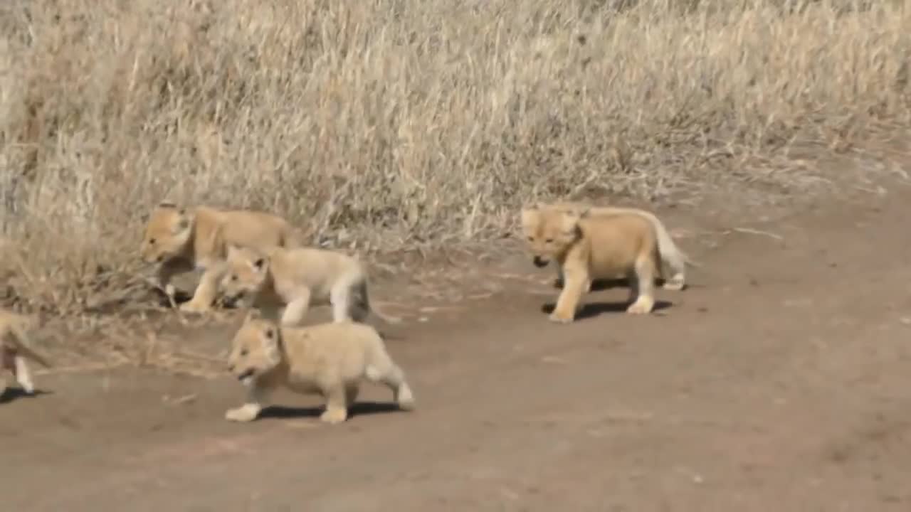 Baby lions are enjoying their first outing