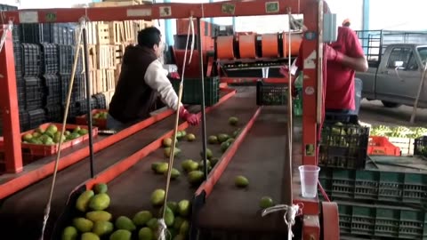 Cactus Fruit Harvesting - Prickly Pear Farm and Harvesting - Desert Agriculture Technology