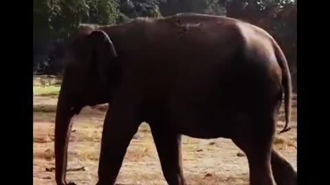 Elephant Dusting Himself