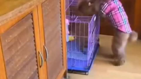 Funniest Animal Videos 2021 - Try not to laugh with Funny Animal's Life Compilation