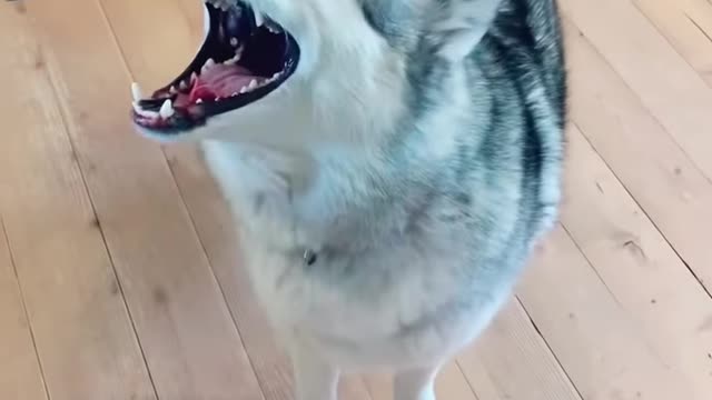 Husky in scream mode 😆