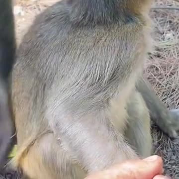 SCARED LITTLE MONKEY 🤣