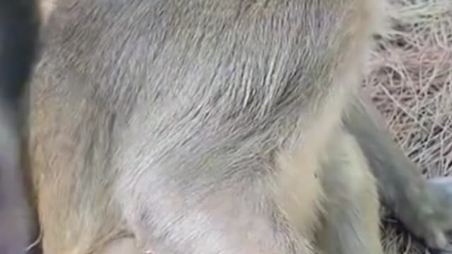 SCARED LITTLE MONKEY 🤣