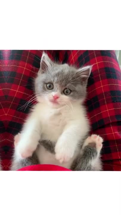 Super lazy cat | Cute Cats | Cutest Cats