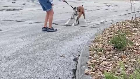 Boxer Wants to Keep Walking