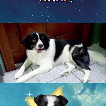 Cute Dog Arr Te' Greetings