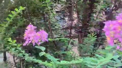 beautiful purple flowers