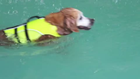 Swimming a dog.