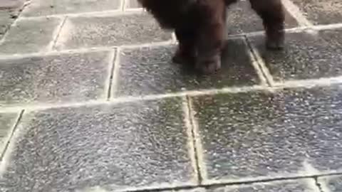 Brown puppy running around and jumping