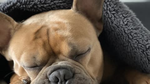 睡眠不佳 癡呆症及早逝機率增