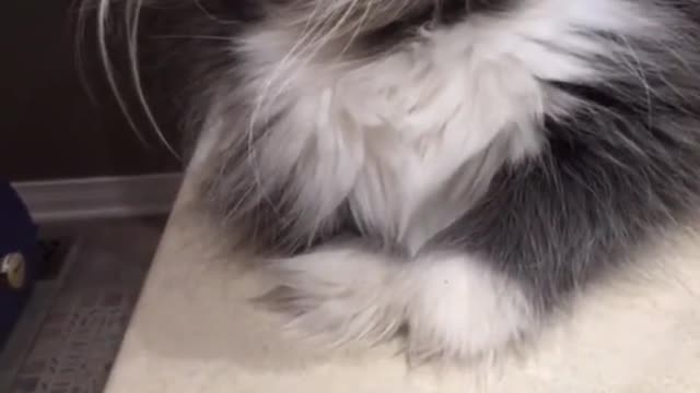 The daily routine of the cat sand sculpture after grooming and dressing