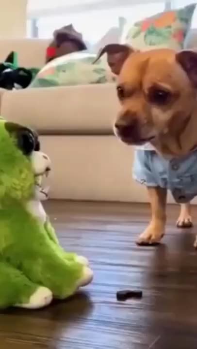 Compilation of Dogs and Cats Videos-- Funny Dogs and Cats