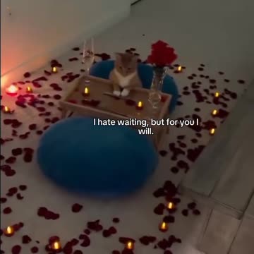 But for you I will... Meow meow random post part 1