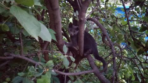 Kitten on a tree