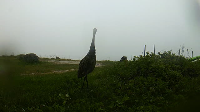 Sand Hill Crane