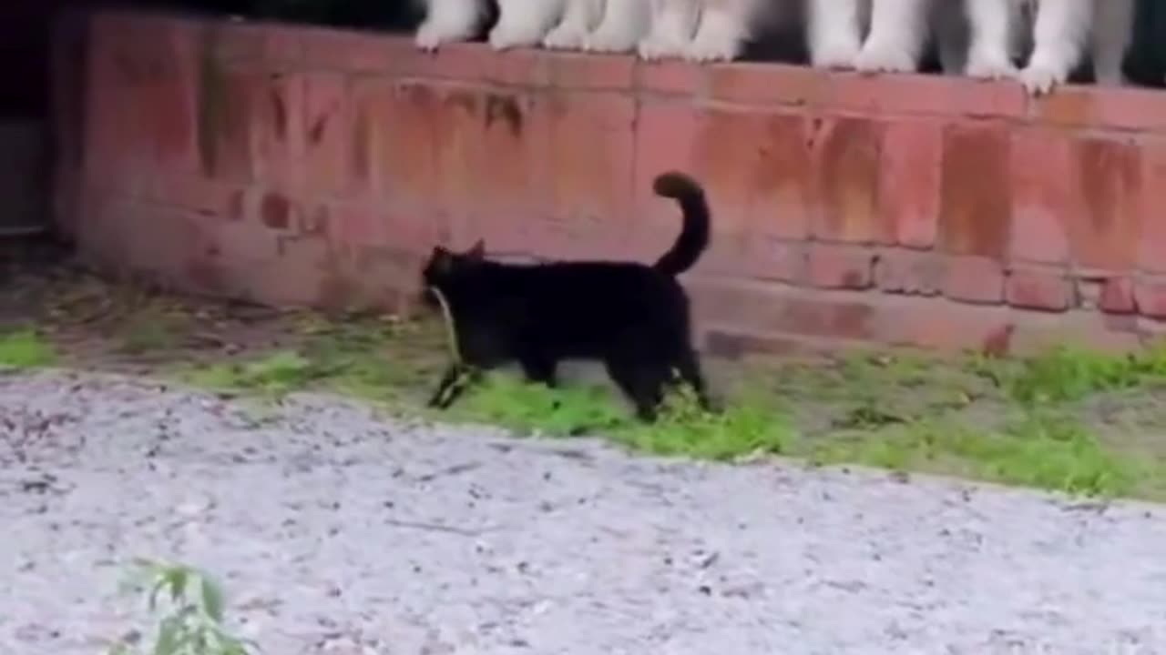 Black Cat & Samoyeds: The Funniest Guard of Honor Moment! 🐶🐾