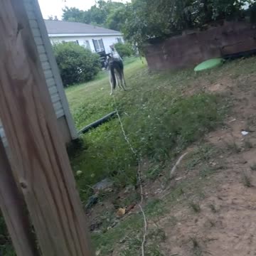 Call of the wild Lola