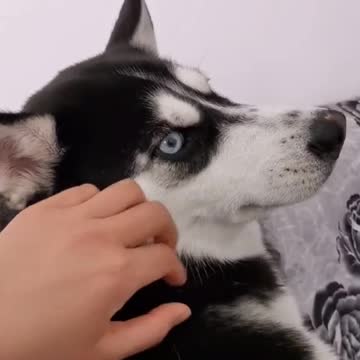 Stubborn husky knows how to sing