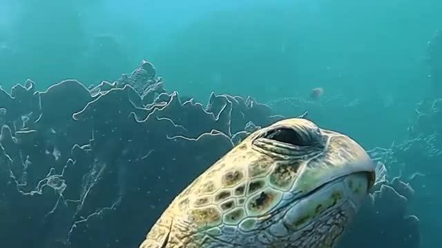 This green sea turtle was a little sleepy |