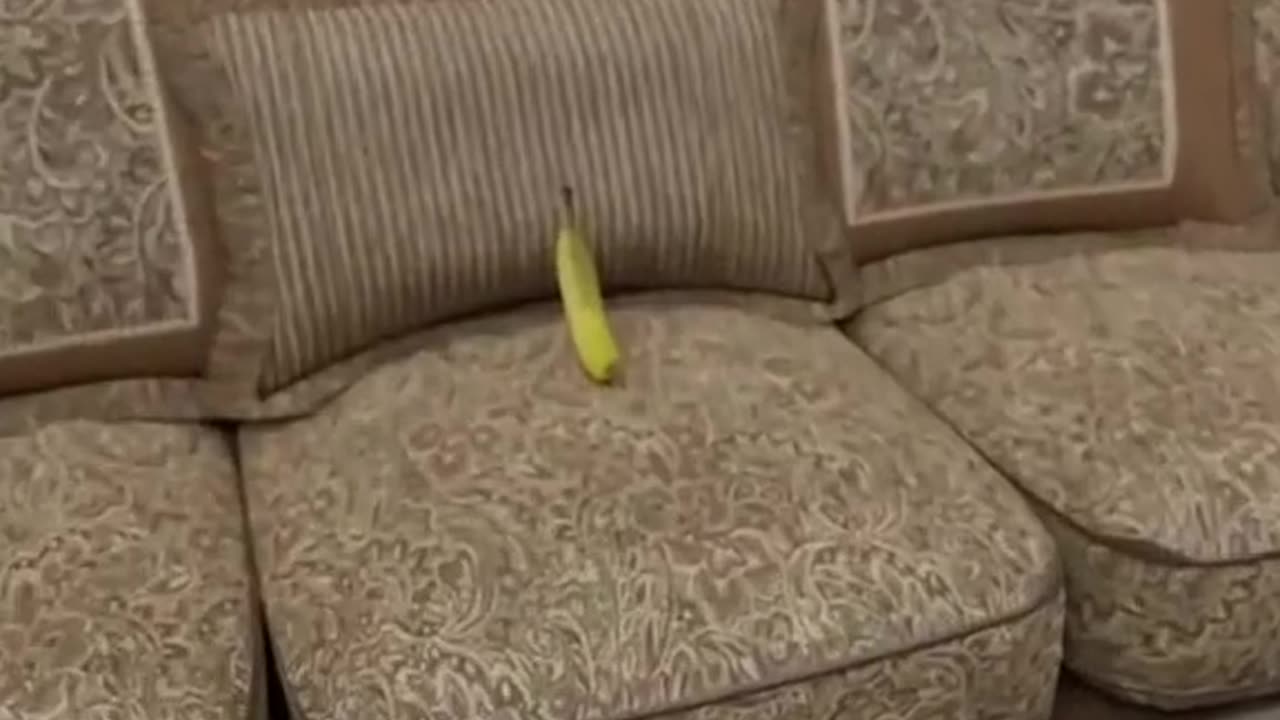 Loop video it's make you crazy 🤣