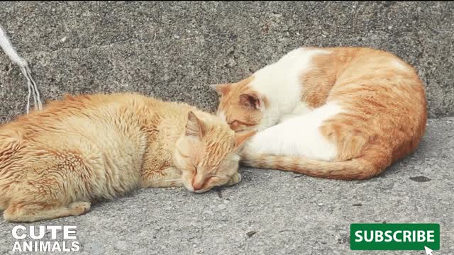 TWO CAT ARE SWEET 874