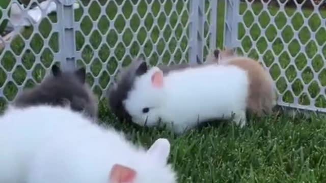 Bunch of cute little bunnies