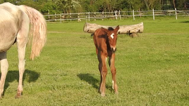 clip about foal foraging with mother