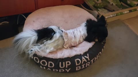 Dog sleeping on a cushion