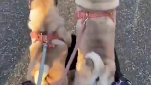 funny pug dog video