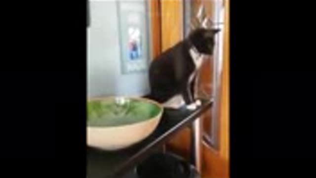 Funniest Animals - Best Of The 2021 Funny Animal Videos #58 Wow Animals.