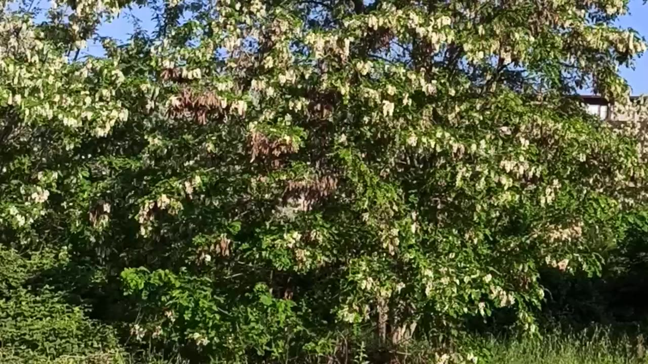 Blooming Quince