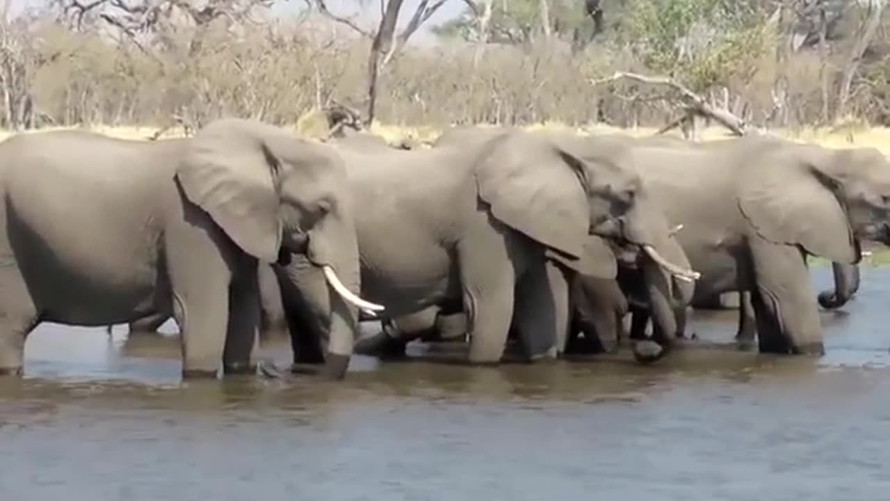 Elephants Drinking Water