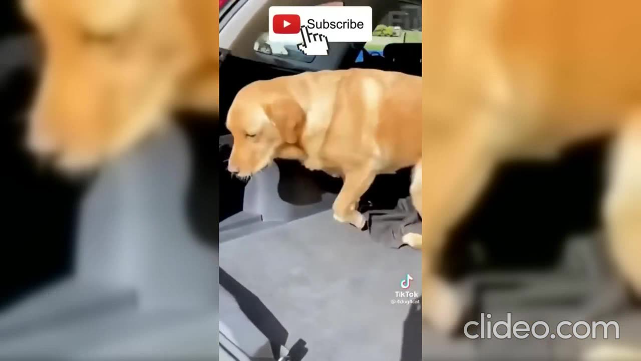 Cute and Funny Animal Videos 😂😂