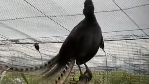 Talented bird this bird can mimic every sounds