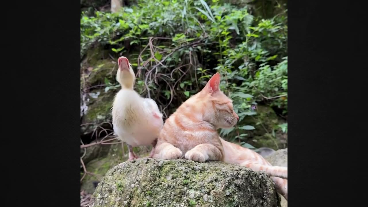 The Duck’s Unusual Help Left the Cat Rejuvenated!