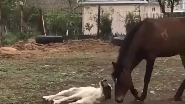 Friendship between dog and horse