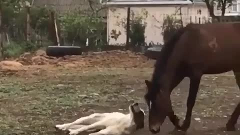 Friendship between dog and horse