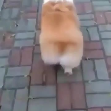 the sunset in the long river, flowers and trees, expe