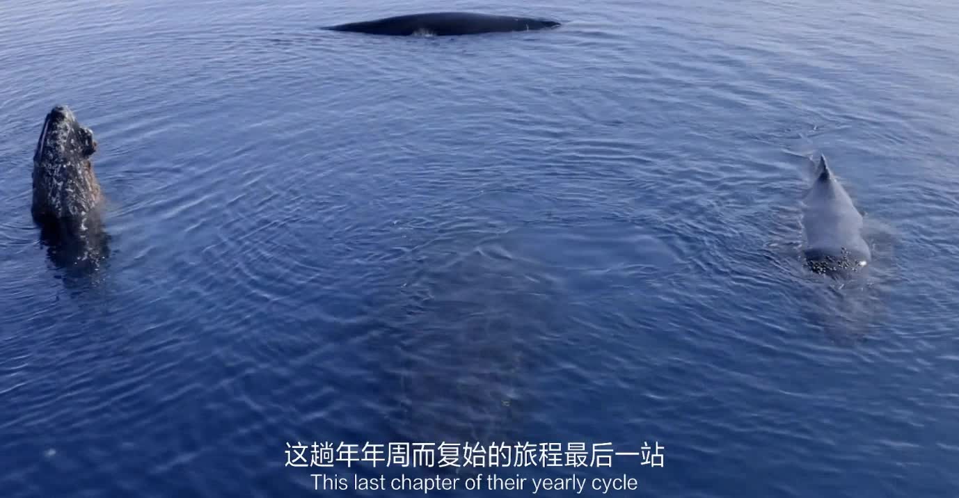 Huge creatures