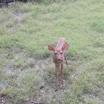 How to Tell if a Newborn Fawn is Female or Male