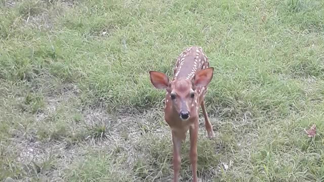 How to Tell if a Newborn Fawn is Female or Male