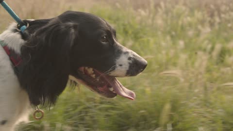 Tracking Shot Following a Dog Walking