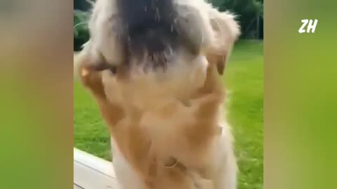 Funny dog's
