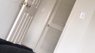 Husky says Good Morning
