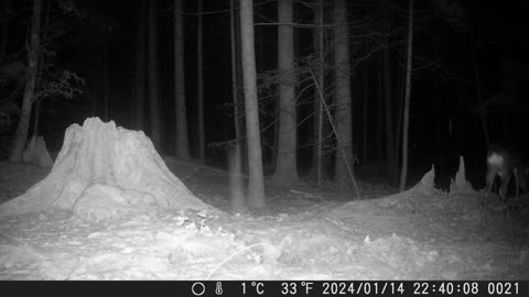 Swiss deer life - Rehe in der Schweiz