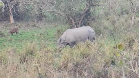 Rhinoceros